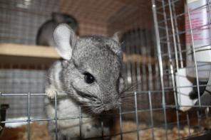 ���������� ������� � �������� ��������