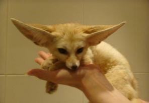 ����������� ������� �����