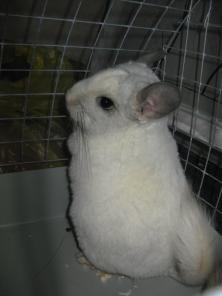 ��������� �������� ����� �������