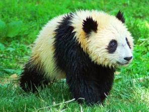 ������������ �������� �� ���������� ������, ���, ���������