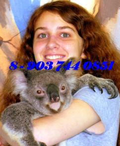 ������������ �������� �� ���������� ������, ���, ���������