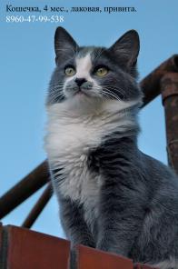 Котята и взрослые кошки в хорошие руки