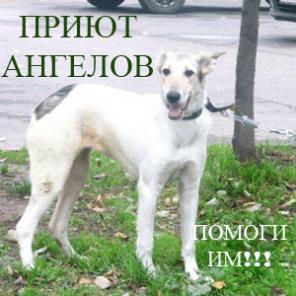 Собаки на пристройство. Сайт "ПРиют ангелов"