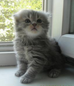 Шотландские клубные котята