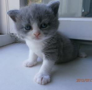 Шотландские клубные котята