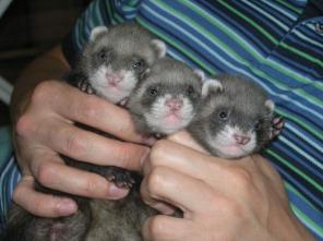 �������������� ������.