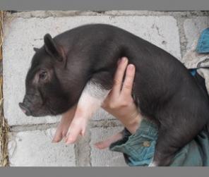 Поросята вьетнамской вислобрюхой травоядной свиньи