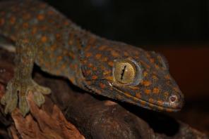 Продаю рептилий из питомника в Ставрополе