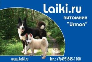 Laiki.ru питомник сибирская лайка