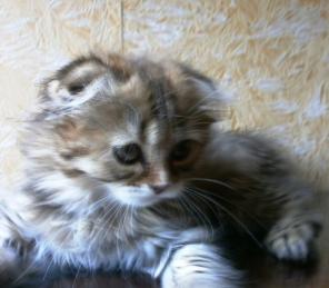 Шотландские котята классических и эксклюзивных окрасов
