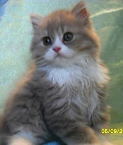 Шотландские котята классических и эксклюзивных окрасов