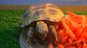 ���������� �������� 500�.