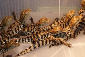 Продаю нильских крокодилов и кайманов. Волгоград