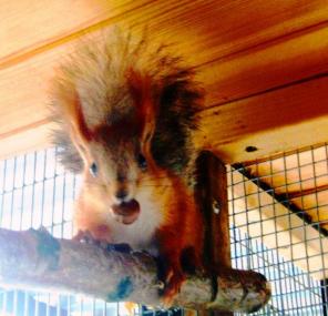 Белки Алтайские и Белка Обыкновенная