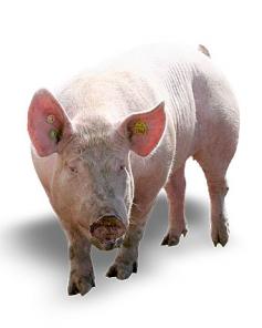 ������� ������ ����� �����