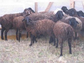 Продаю баранов, эдильбаевской породы.