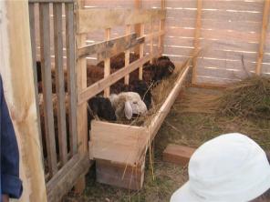 Продаю баранов, эдильбаевской породы.