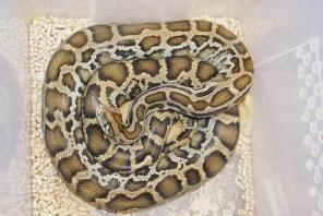 Продаю тигровых питонов в Красноярске