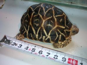 ���������� ��������