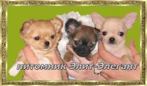 Чихуа хуа. Питомник предлагает элитных щенков