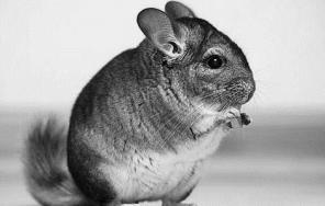 Питомник Ретас предлагает племенных шиншилл
