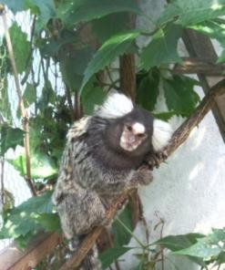 Игрунка белоухая, карликовая, купить сможете у нас