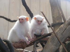 Игрунка белоухая, карликовая, купить сможете у нас