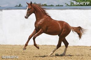 Полукровный жеребчик Мангур
