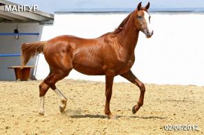 Полукровный жеребчик Мангур