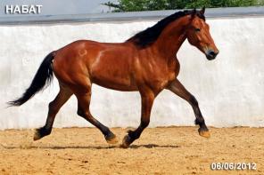 Продается мерин орловской помеси