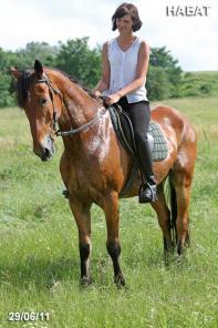 Продается мерин орловской помеси