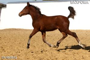 ��������� ������� ������� 2012 �.�.