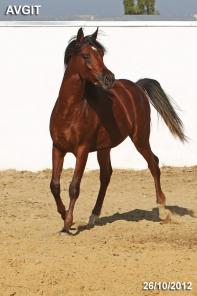 ��������� �������� �������� �����