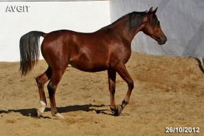 ��������� �������� �������� �����