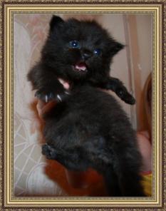 Сибирские котята РЕДКИХ окрасов!!!