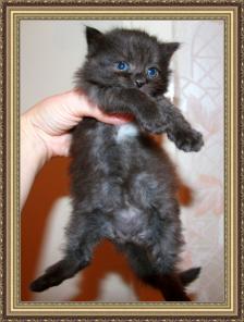 Сибирские котята РЕДКИХ окрасов!!!