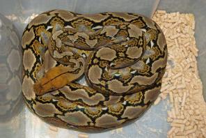 ������� �������� �� ��������� reptileworld