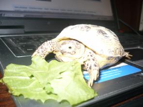 �������� ����������