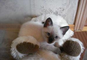 Меконгские(тайские) котята