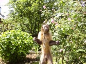 Капуцин(род обезьян)