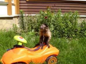 Капуцин(род обезьян)