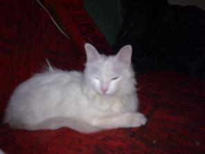 Котенок в хорошие руки!