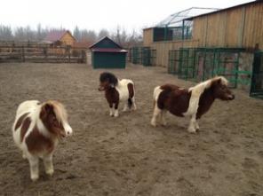 ���� �������,  ����������� ���� ��������� � ���