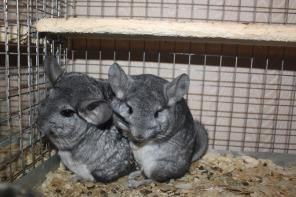 ���������� ������� � �������� ��������,������ � �������