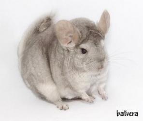 Продаю шиншилл разного окраса и возраста