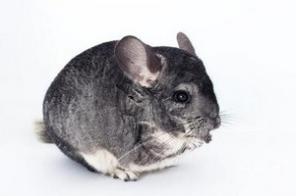 Продаю шиншилл разного окраса и возраста
