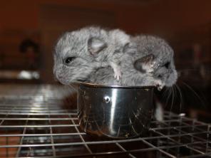 �������� ������� � �������� ��������