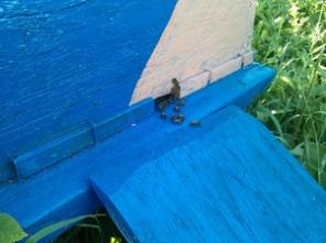 ������ ������� ���� (������� ������)