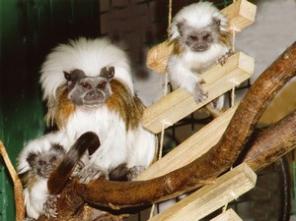 ������� ��������, �������, ������������� � �������