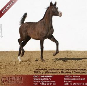 ������ �� �������, �������� �������� ������ 2012 �